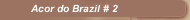 Acor do Brazil # 2